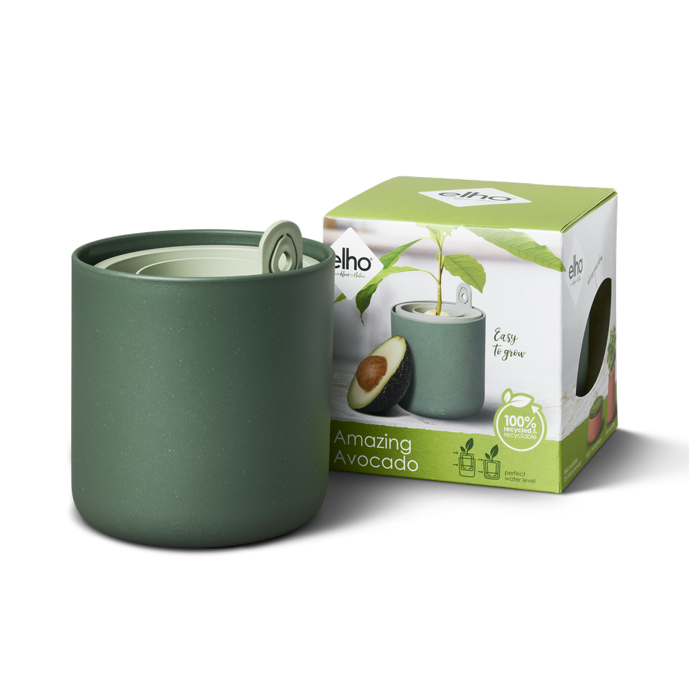 Amazing Avocado Pot