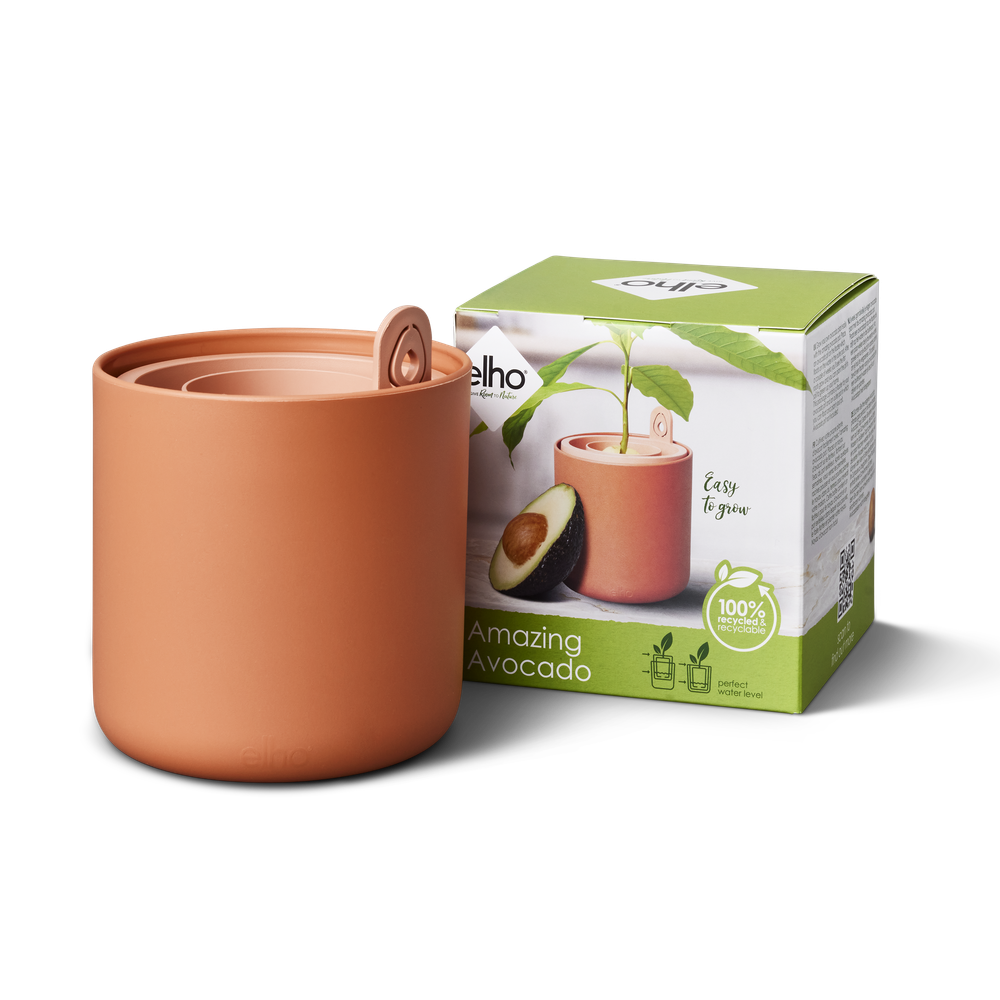 Amazing Avocado Pot