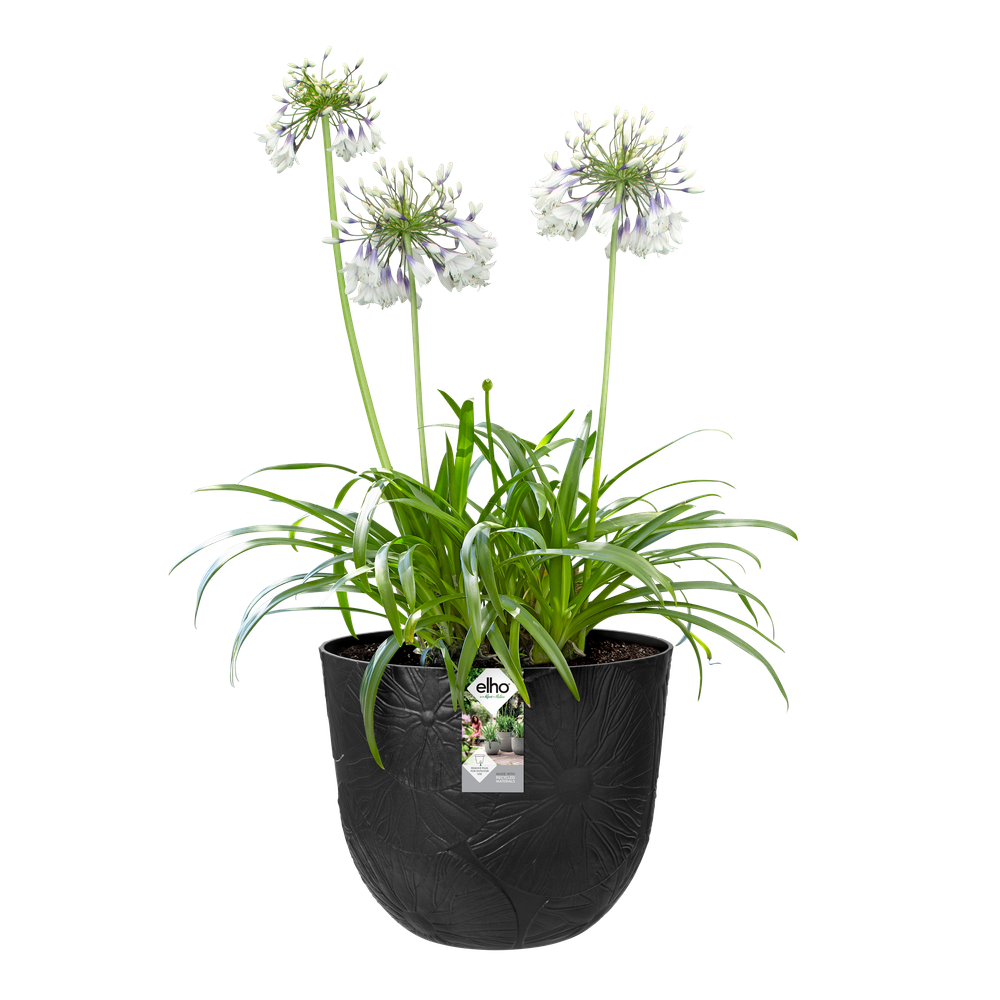 Fuente Lily Rond 47