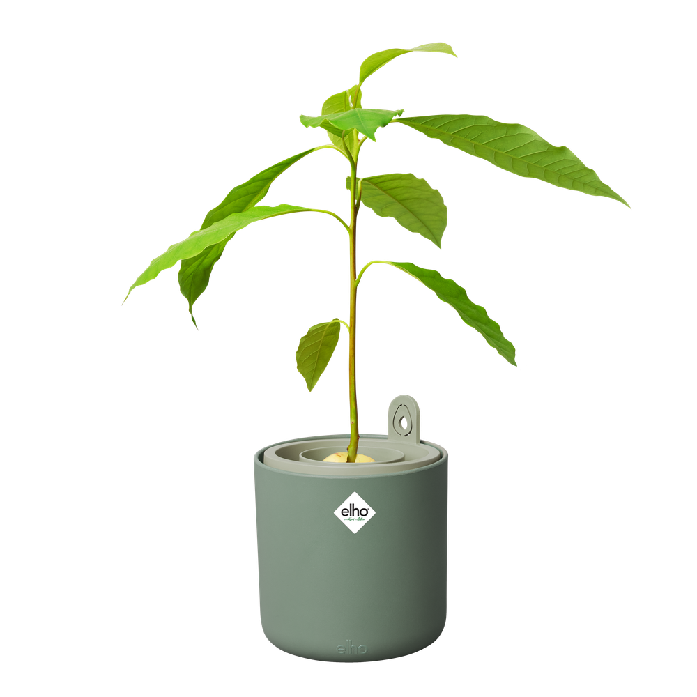Amazing Avocado Pot