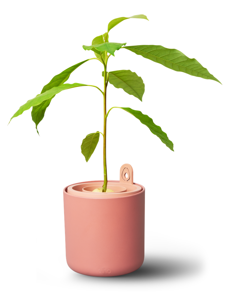 Amazing Avocado Pot