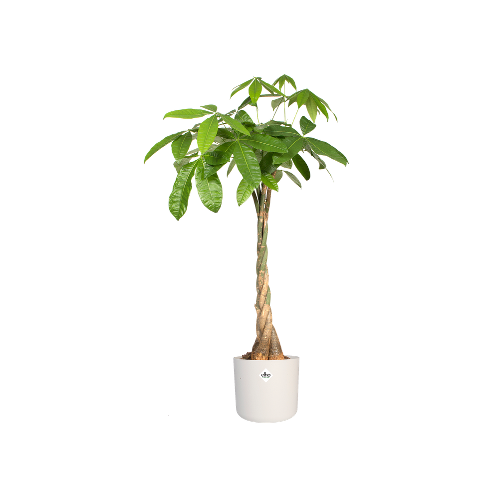 BNDL B.for Soft Rond 14,16,18
