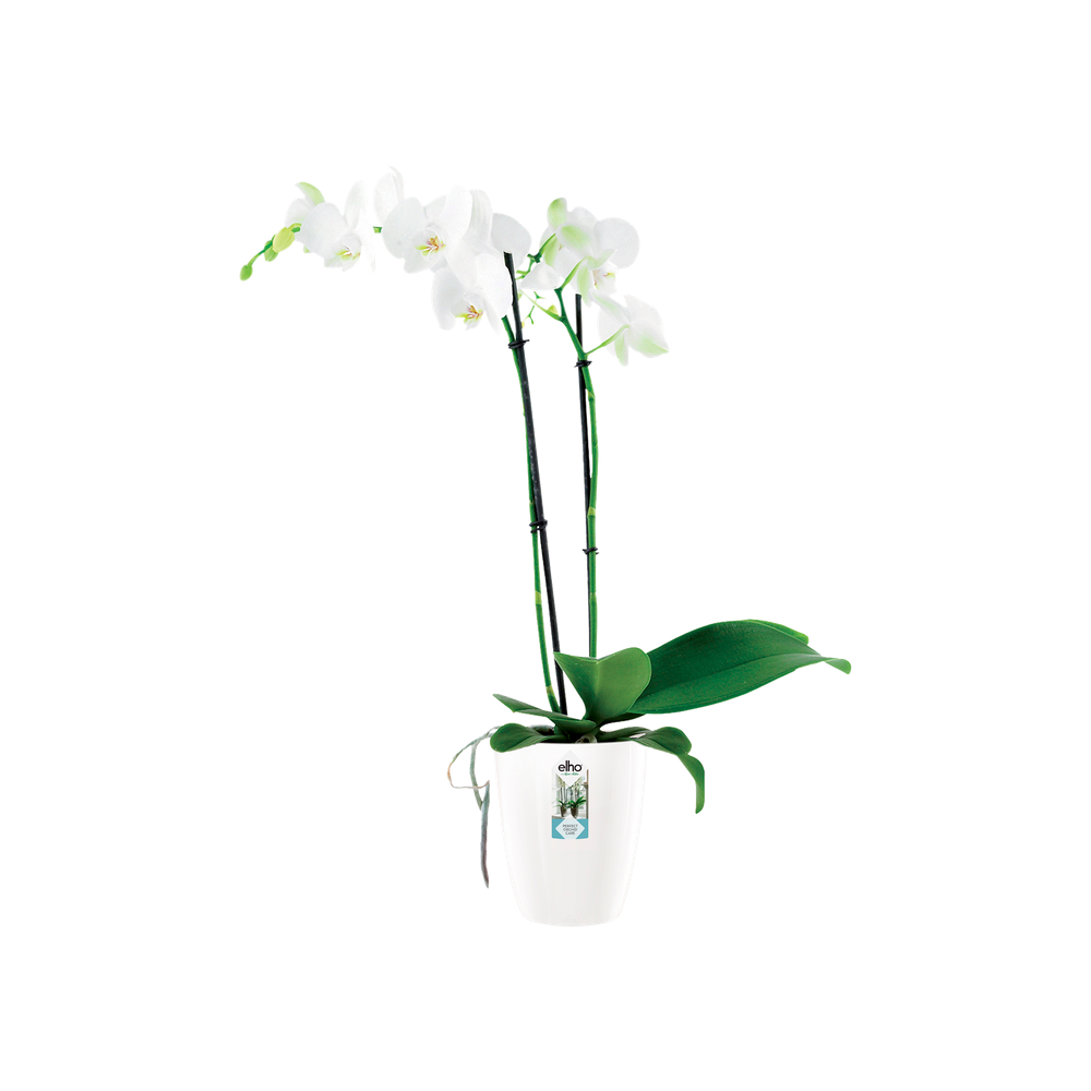 Brussels Diamond Orchidee Hoog 12,5