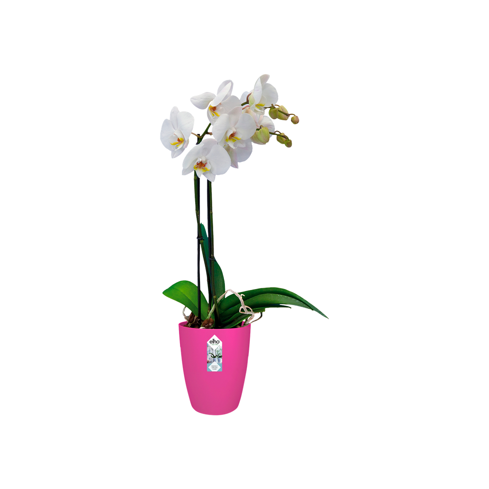 Brussels Orchidee Hoog 12,5