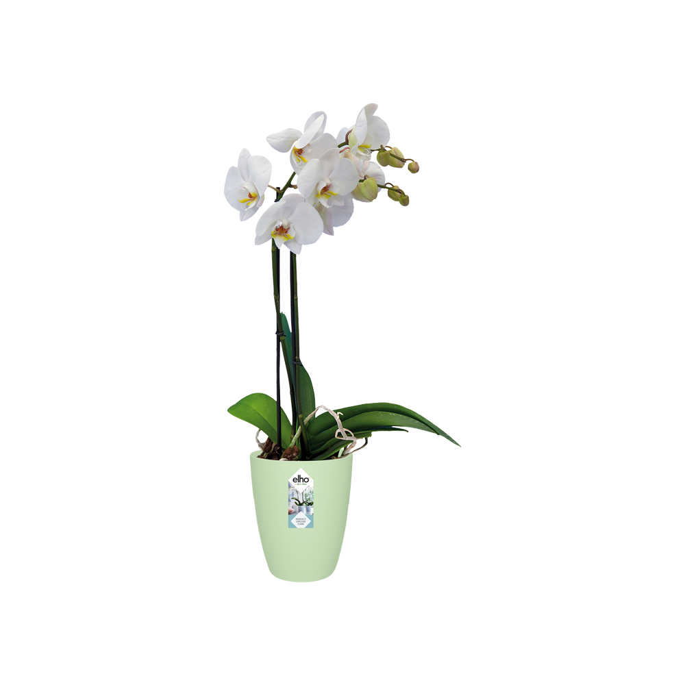 Brussels Orchidee Hoog 12,5