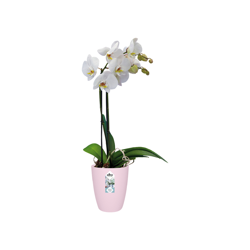 Brussels Orchidee Hoog 12,5