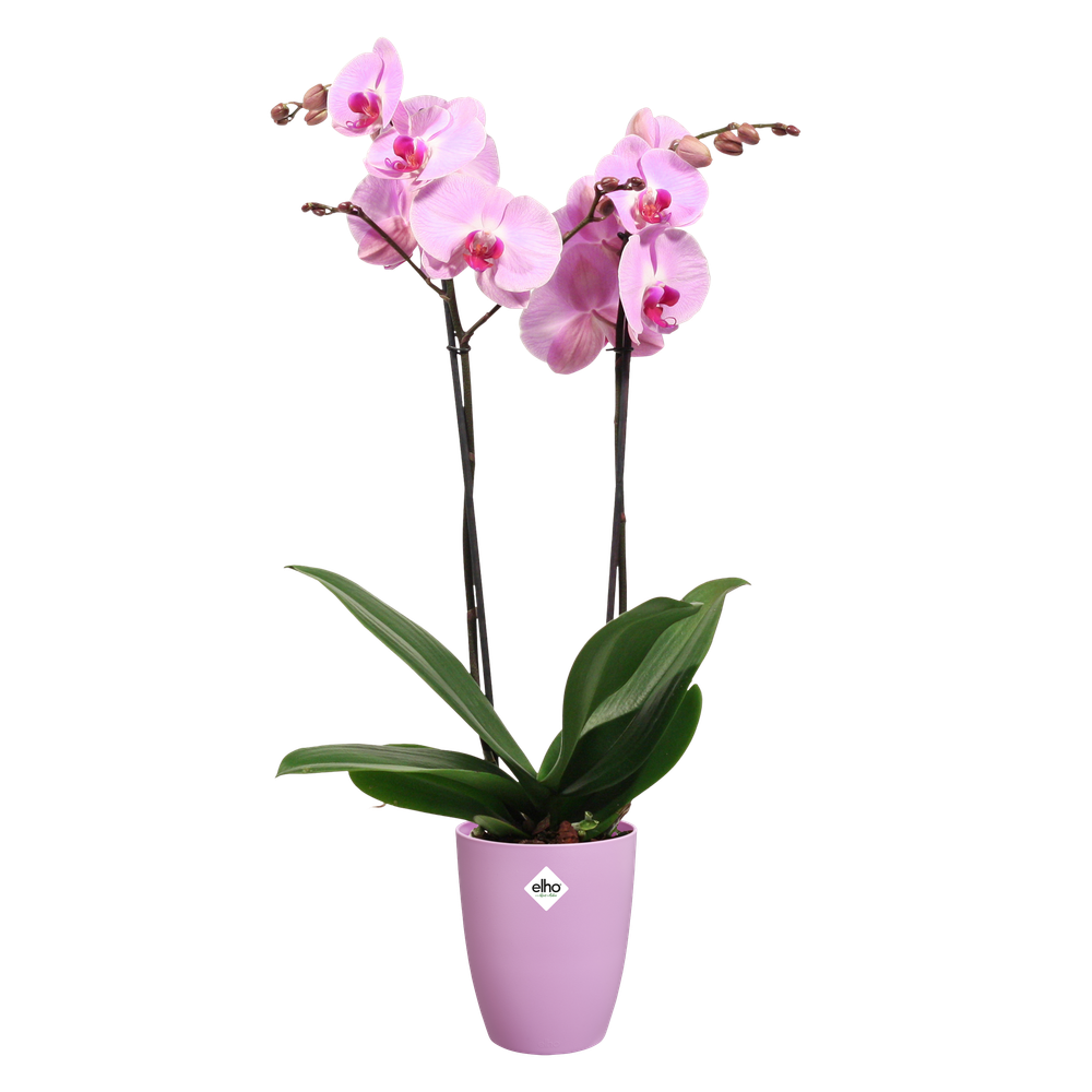 Brussels Orchidee Hoog 12,5