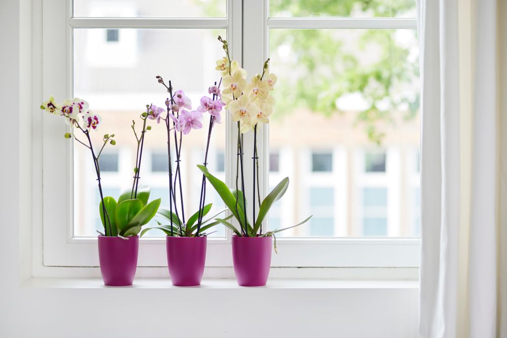 Brussels Orchidee Hoog 12,5