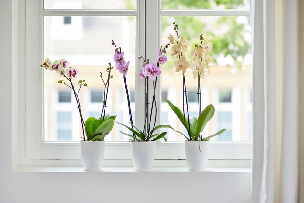 Brussels Orchidee Hoog 12,5