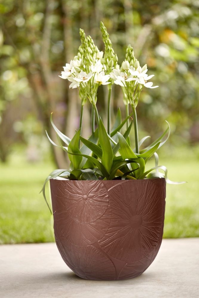 Fuente Lily Rond 47