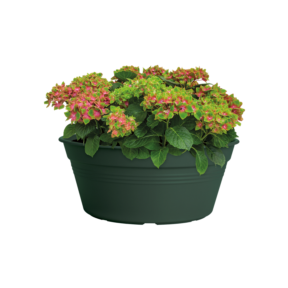Green Basics Schaal 33