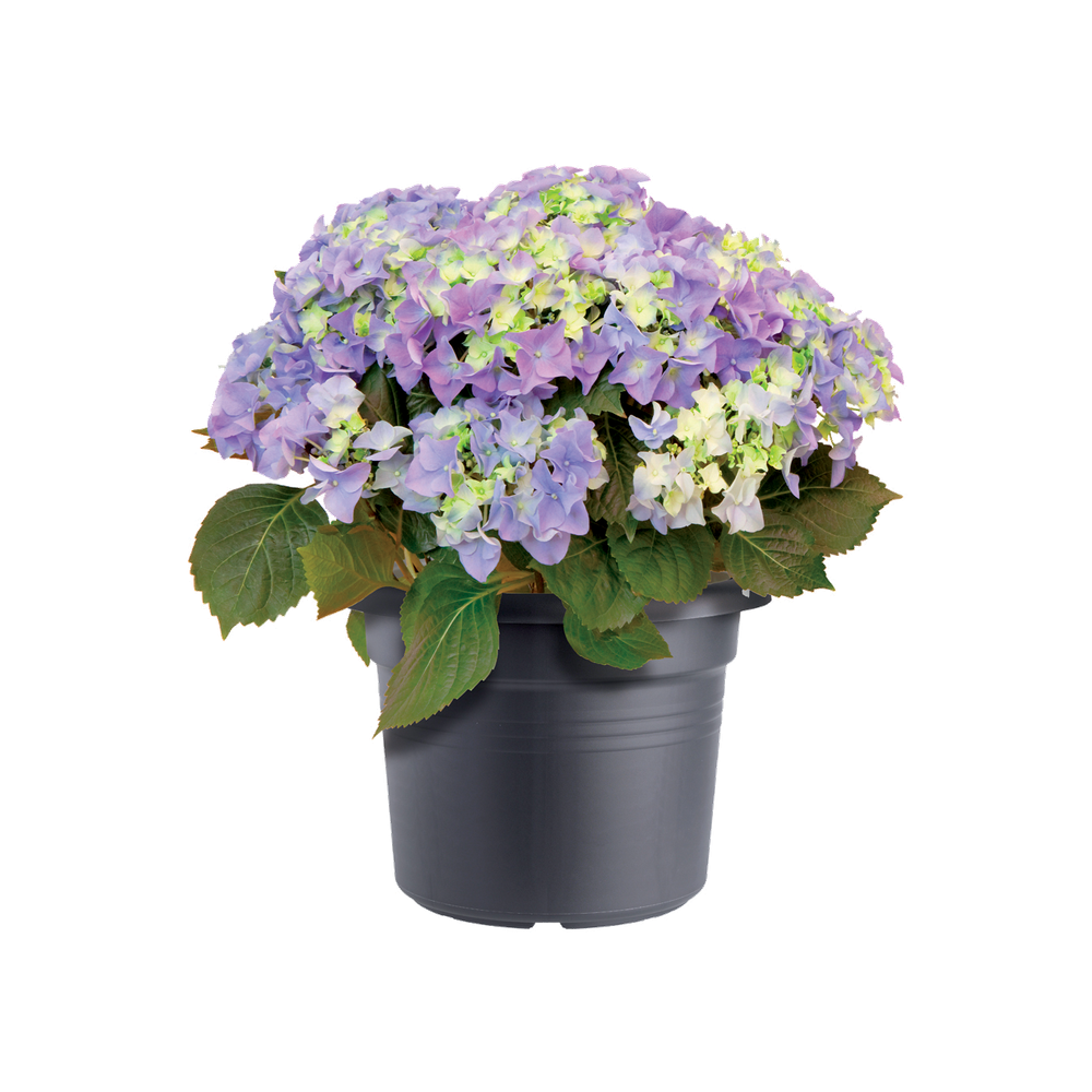 Green Basics Cilinder 80