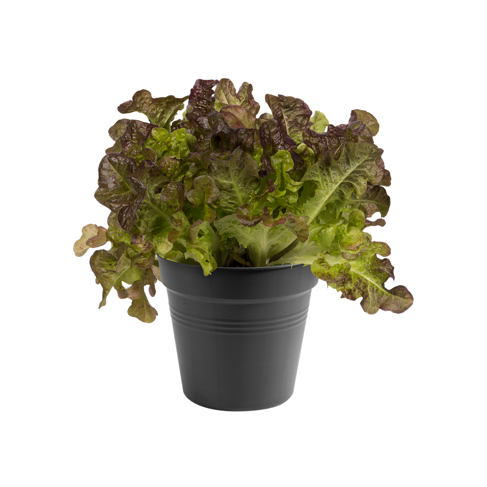 BNDL Gb Kweekpot 15 X 20