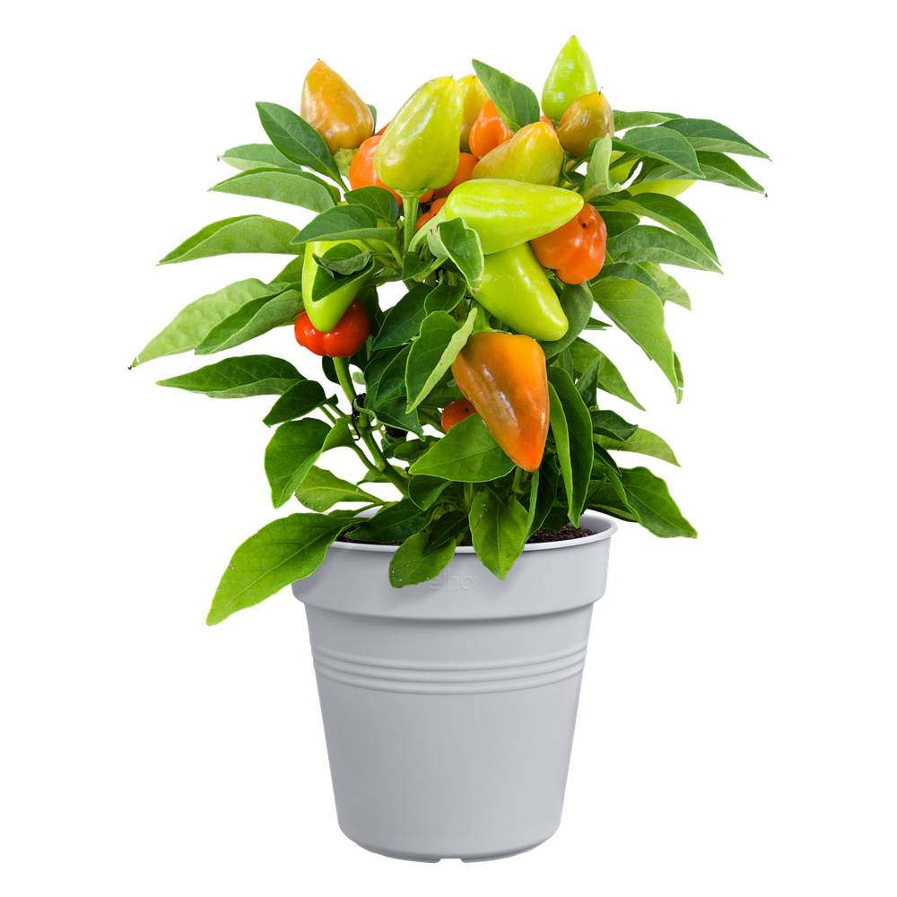 Green Basics Kweekpot 17