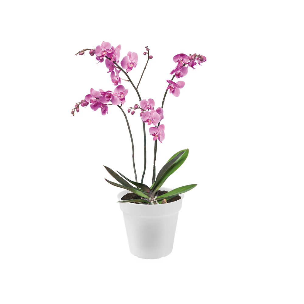 Green Basics Orchidee 17