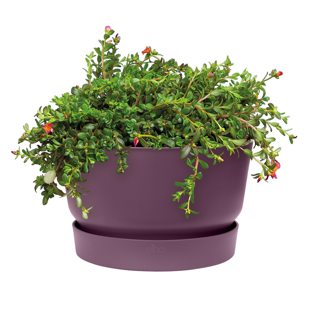 Greenville Schaal 33