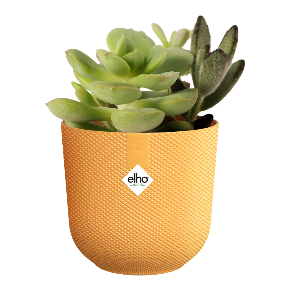 Jazz Rond Mini 7