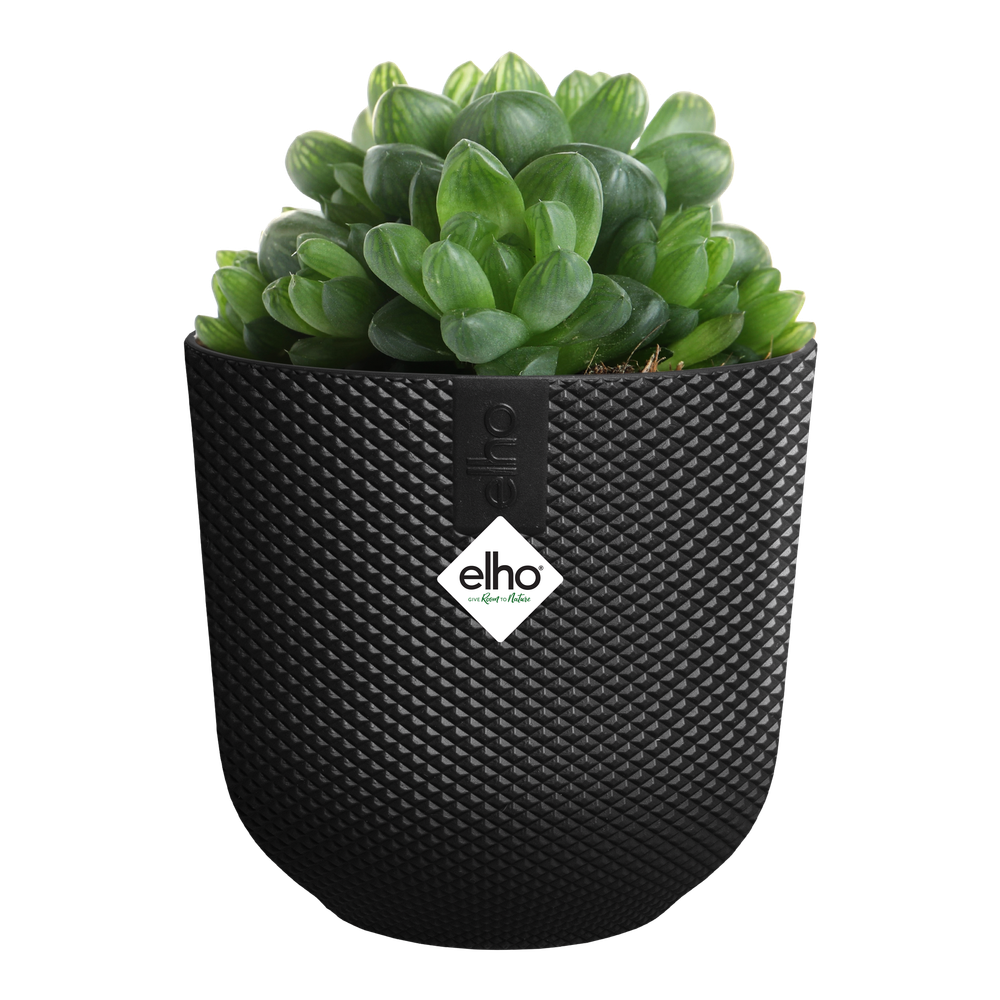 Jazz Rond Mini 7