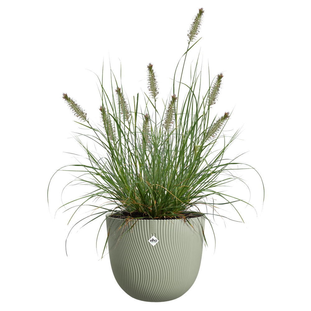 Sereh Rond 40
