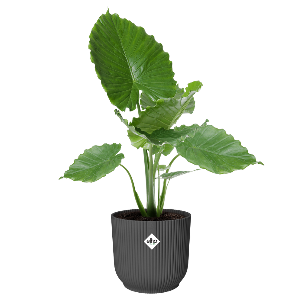Vibes Fold Rond 47