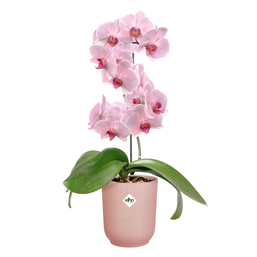 Vibes Fold Orchidee Hoog 12,5