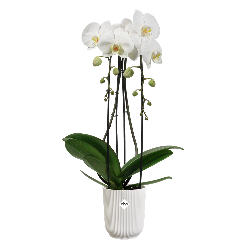 Vibes Fold Orchidee Hoog 12,5