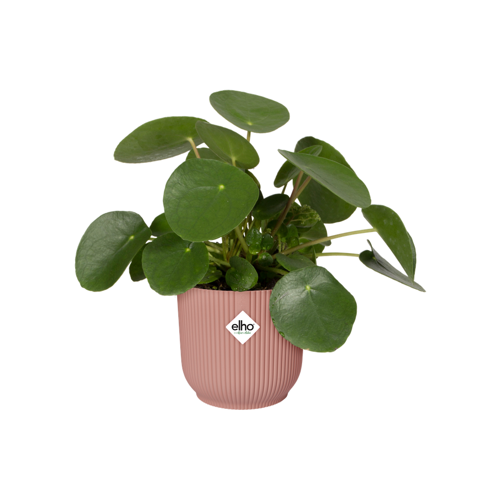 Vibes Fold Rond Wielen 35
