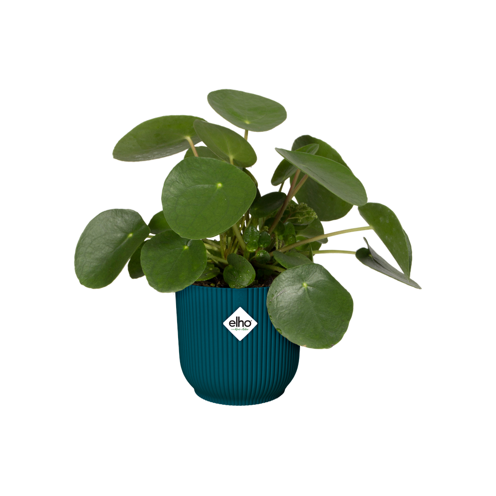 Vibes Fold Rond Wielen 35