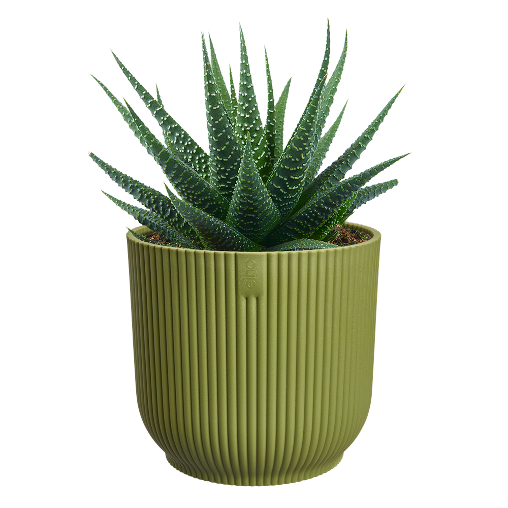 Vibes Fold Rond Mini 7