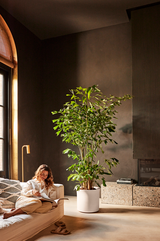 June Tulip Box 47