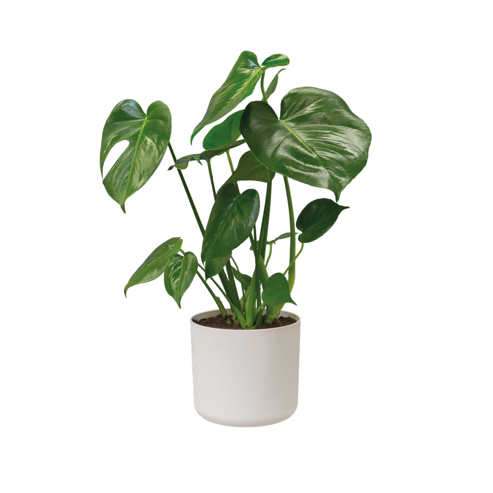 BNDL B.for Soft Rond 18 X3