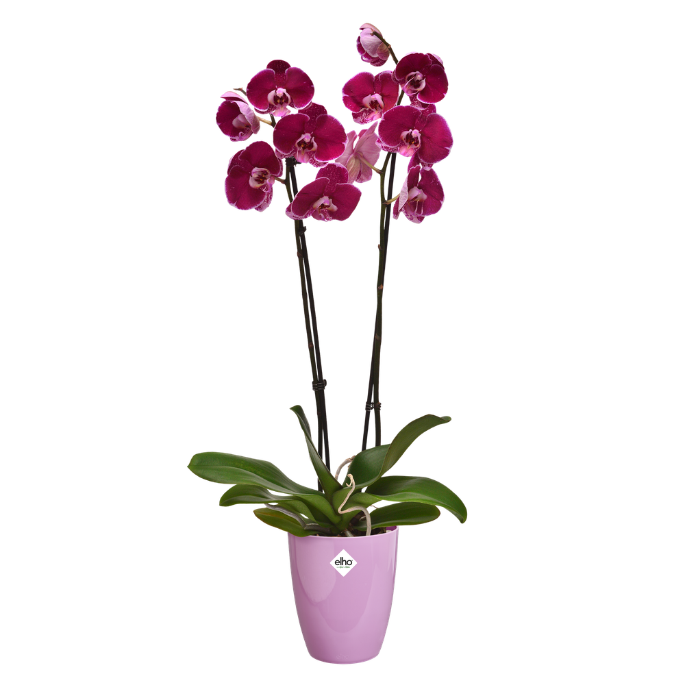 Brussels Diamond Orchidee Hoog 12,5