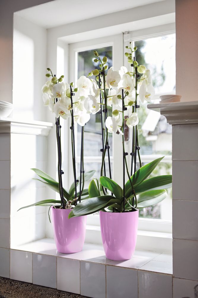 Brussels Diamond Orchidee Hoog 12,5