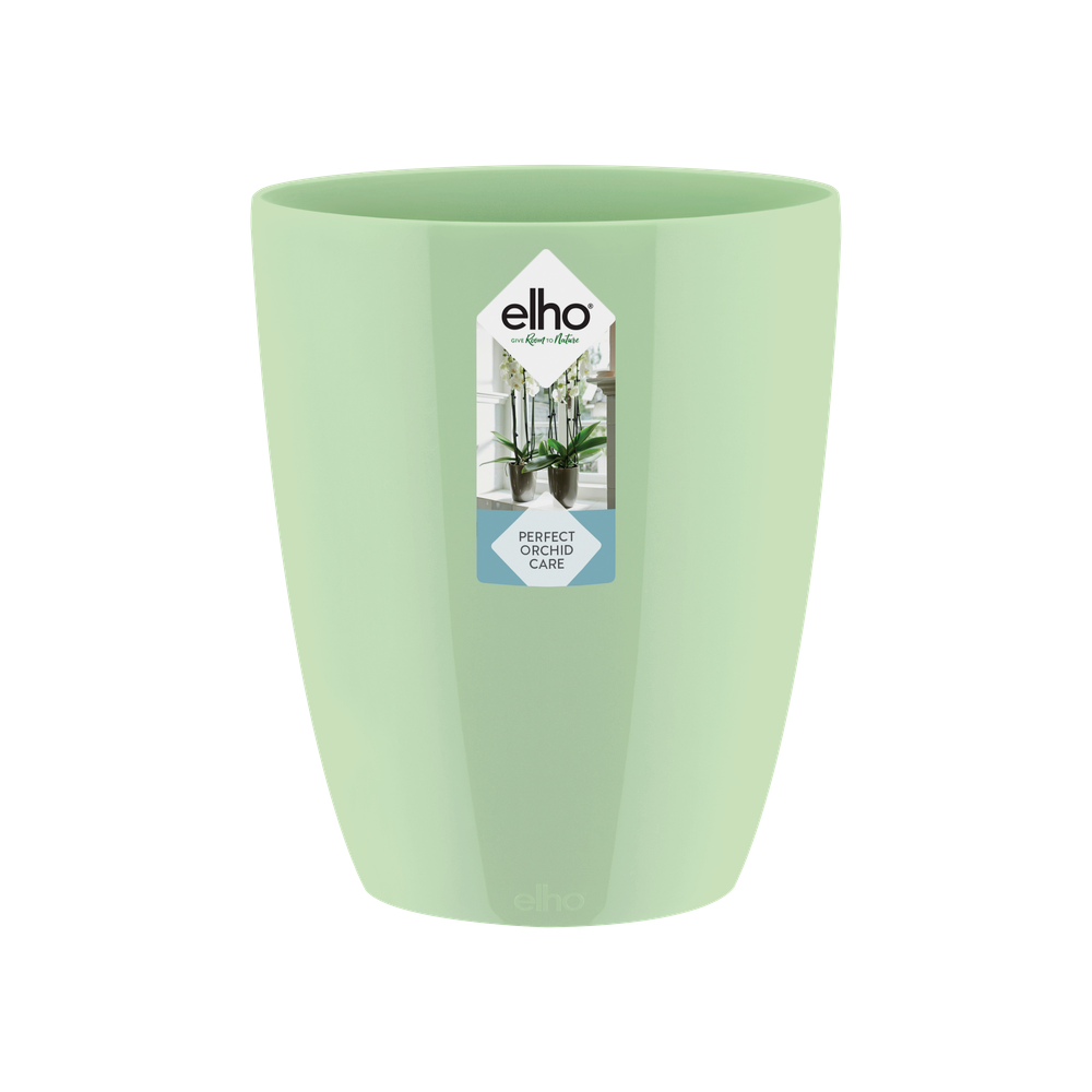 Brussels Diamond Orchidee Hoog 12,5