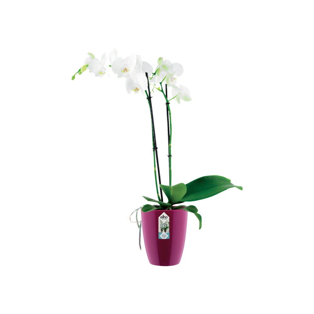 Brussels Diamond Orchidee Hoog 12,5