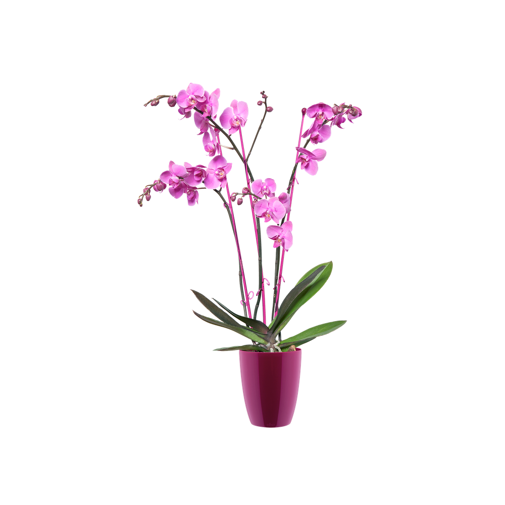 Brussels Diamond Orchidee Hoog 12,5