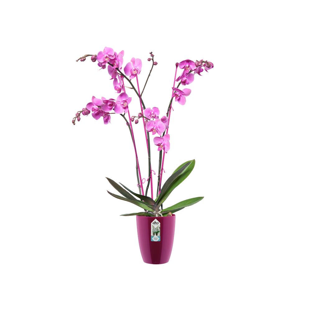 Brussels Diamond Orchidee Hoog 12,5
