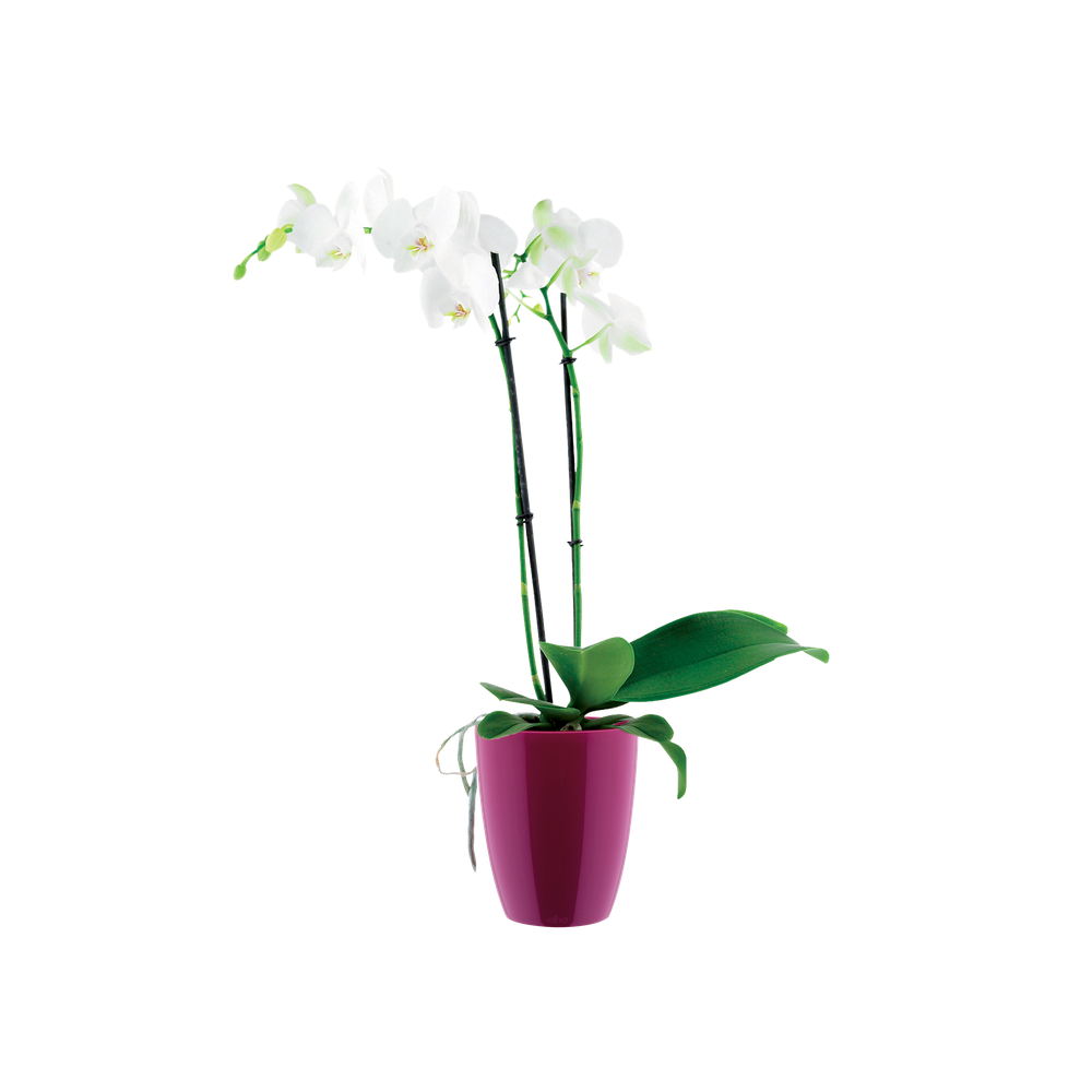 Brussels Diamond Orchidee Hoog 12,5