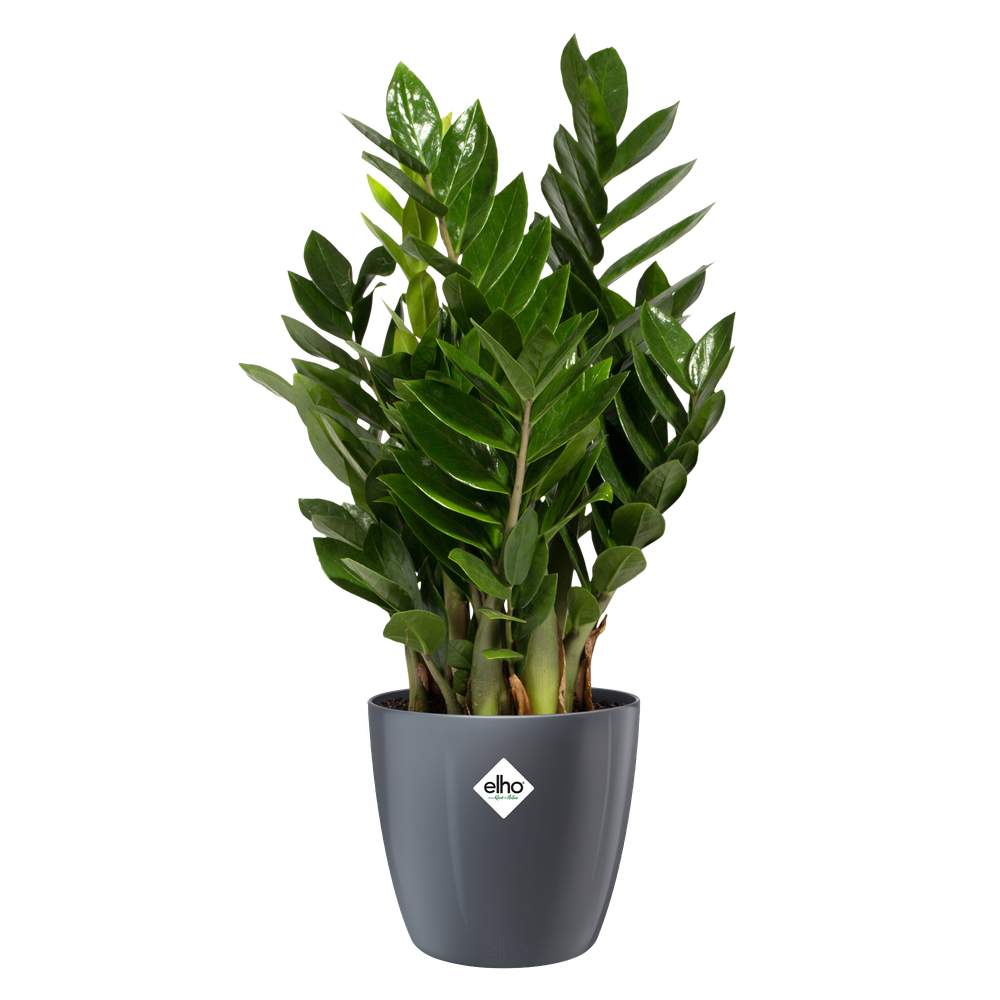 Brussels Diamond Rond 16