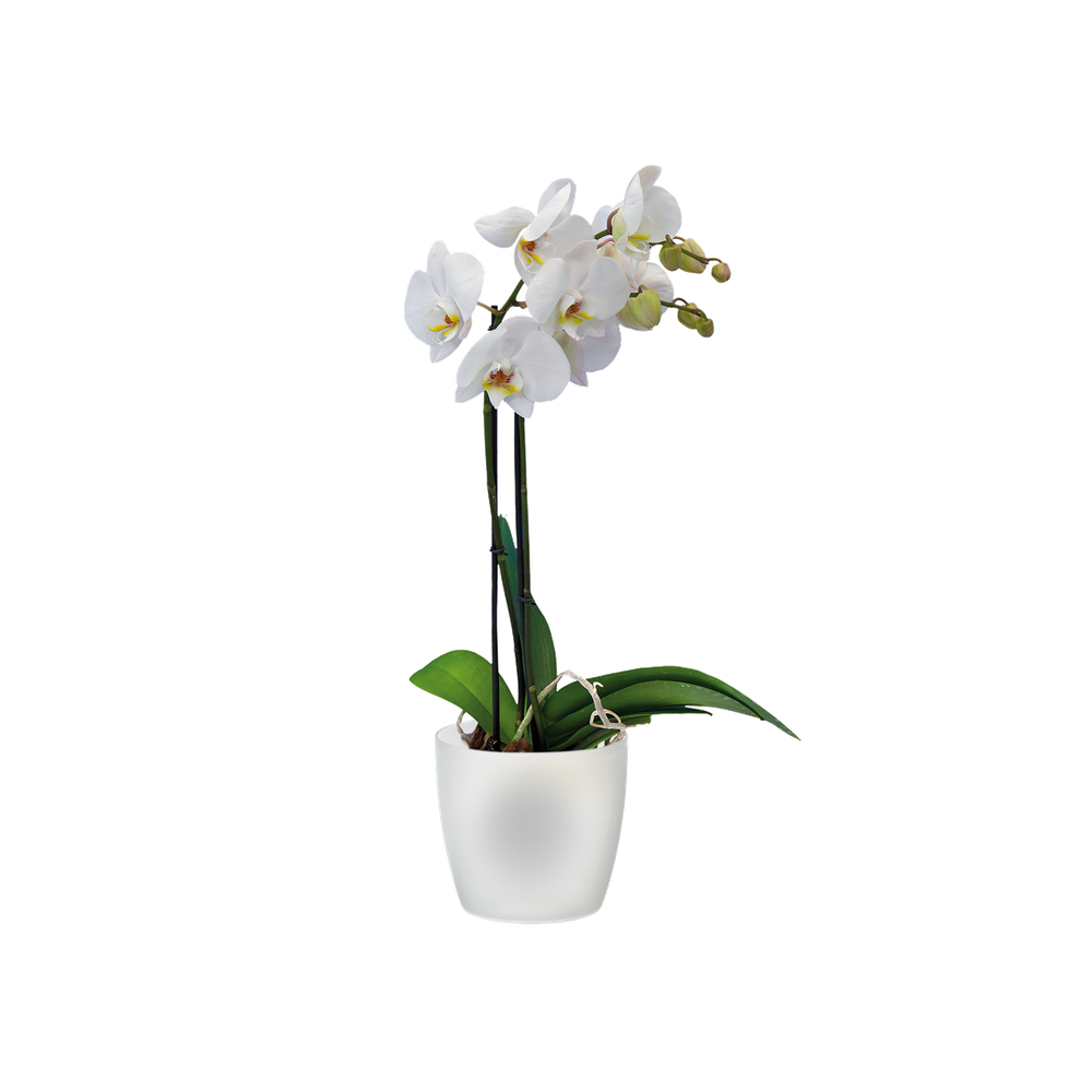 Brussels Orchidee 16