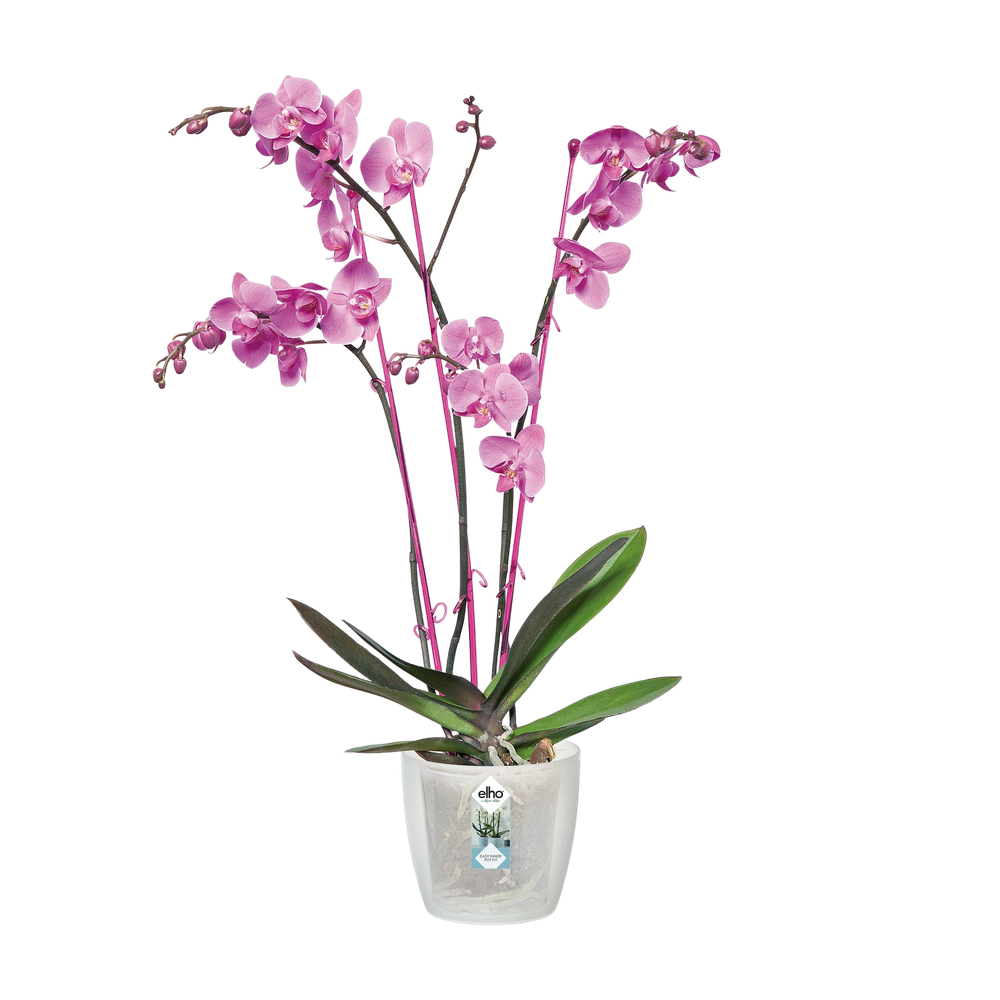 Brussels Orchidee 12,5