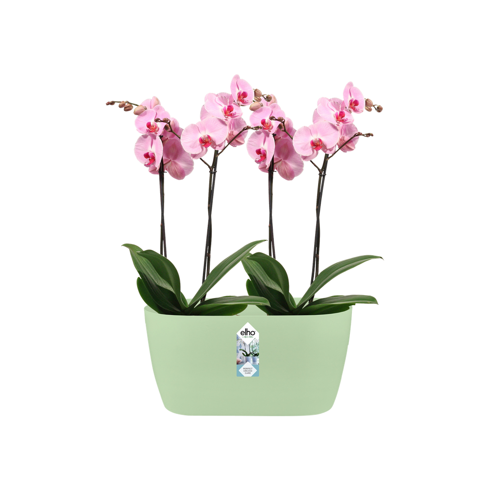 Brussels Orchidee Duo 25