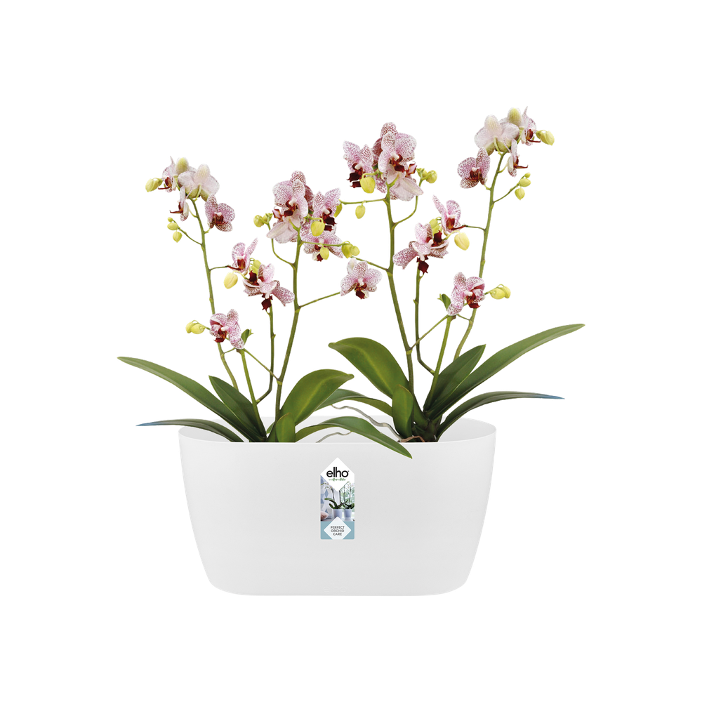 Brussels Orchidee Duo 25