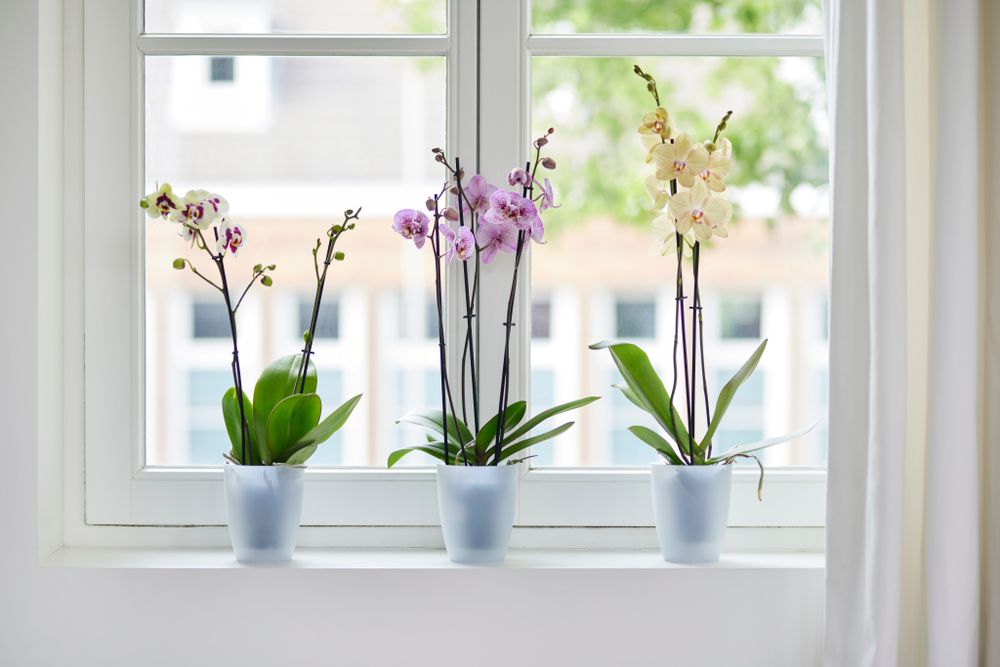Brussels Orchidee Hoog 12,5