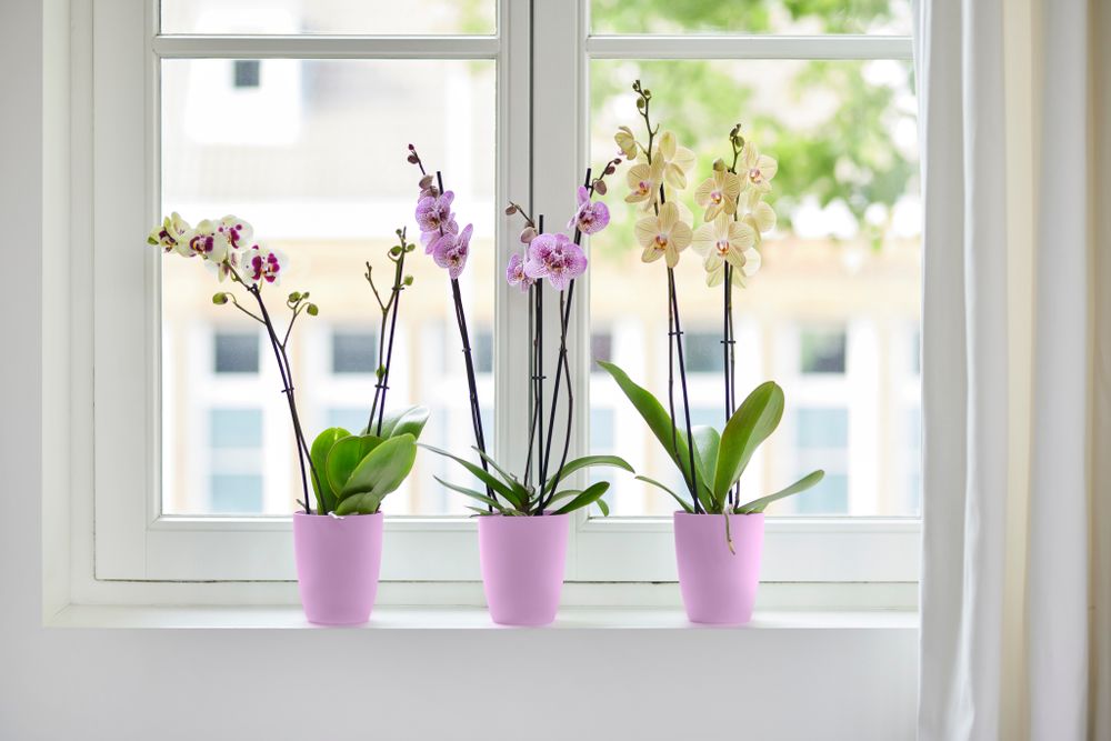 Brussels Orchidee Hoog 12,5