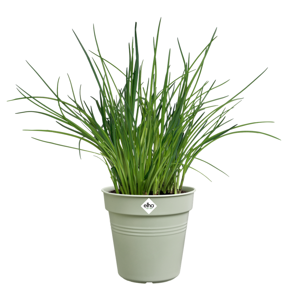 Green Basics Kweekpot 13
