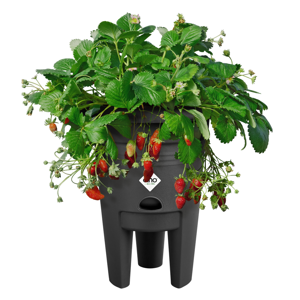 Green Basics Aardbeien Pot 33