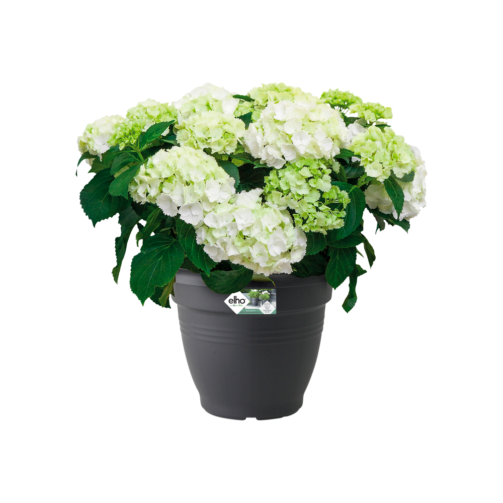 Green Basics Campana 30
