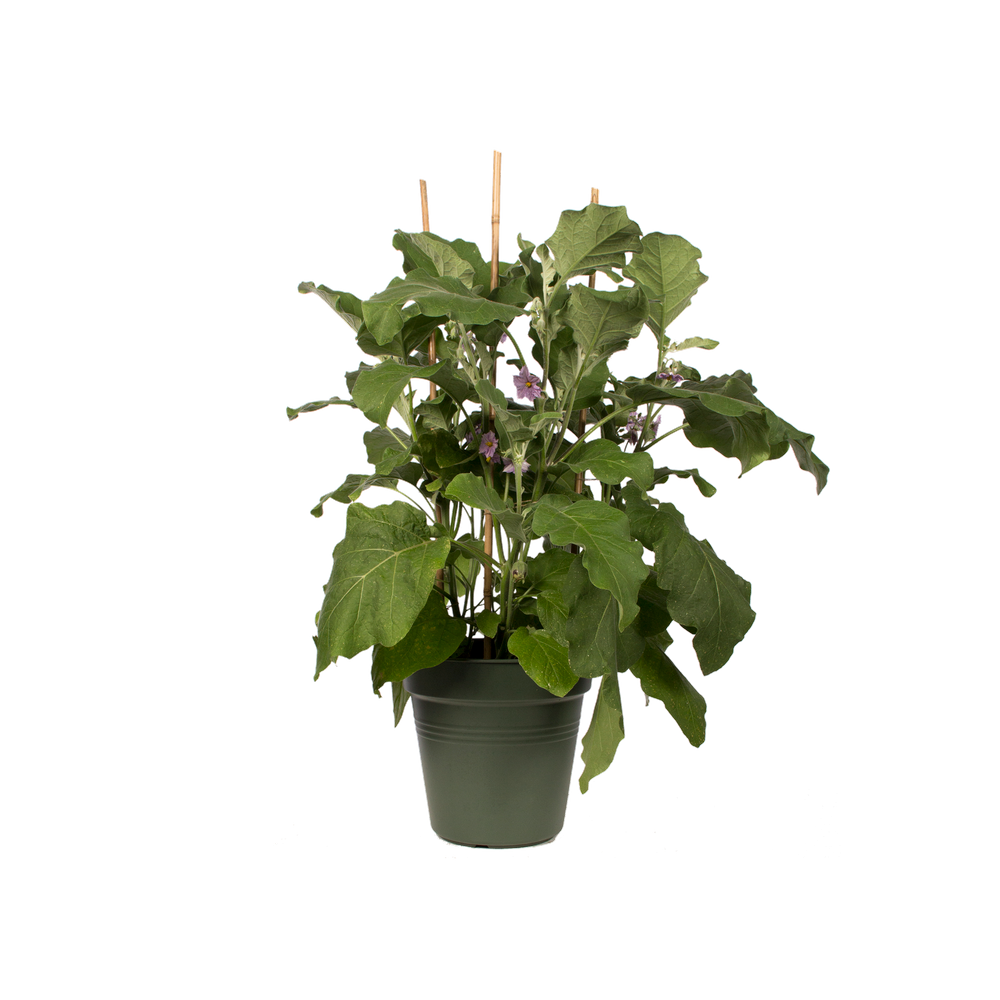 Green Basics Kweekpot 19