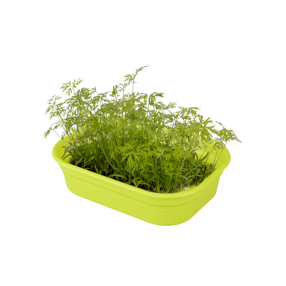 Green Basics Kweektray S